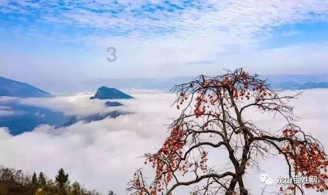 大雪过后喝点它,止咳、消炎又润肺,全家都能喝的“止咳水”